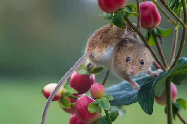 Cute harvest mouse — Stock Photo, Image