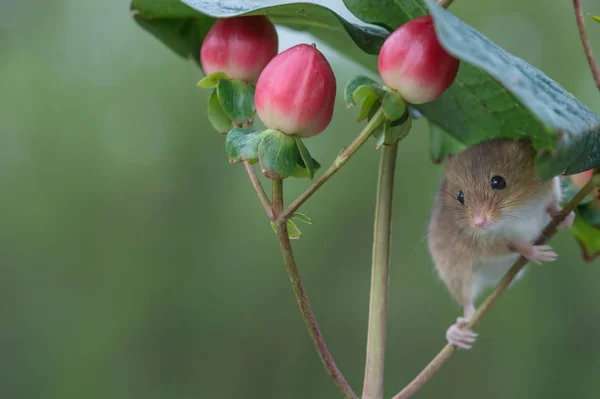 Şirin hasat fare — Stok fotoğraf