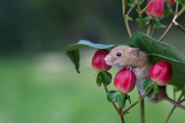 Rato bonito da colheita — Fotografia de Stock