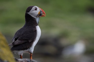 Atlantik martı kuşu