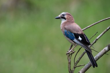 Bayağı alakarga kuş