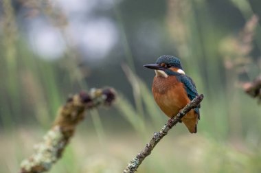 British Kingfisher bird clipart