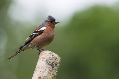 Jay kuş yakın çekim