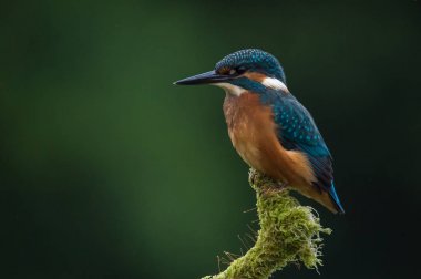 İngiliz Kingfisher kuş