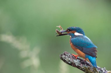 British Kingfisher bird clipart