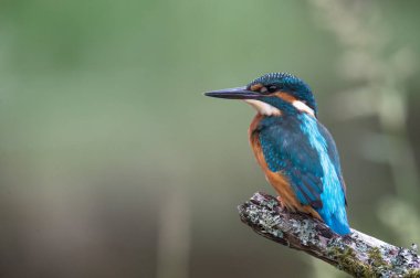 İngiliz Kingfisher kuş