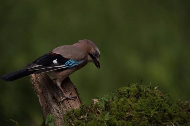 Bayağı alakarga kuş