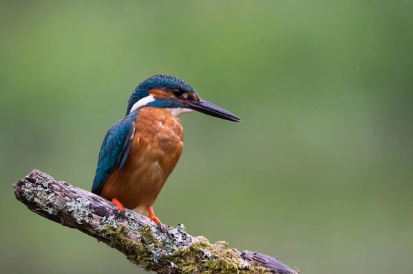 Brittiska Kingfisher fågel — Stockfoto