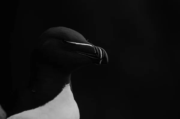 Razorbill kuş yakın çekim