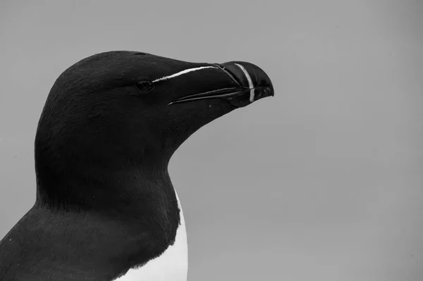 Razorbill птах крупним планом — стокове фото
