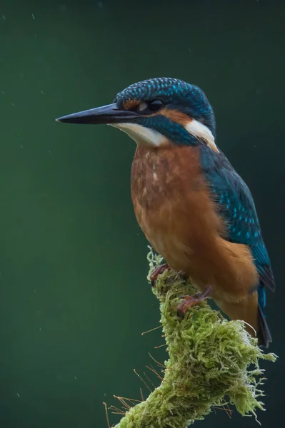 Britské Kingfisher pták — Stock fotografie