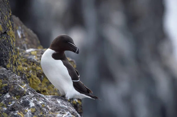 Razorbill kuş yakın çekim