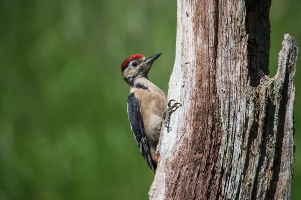 Gran pájaro carpintero manchado —  Fotos de Stock