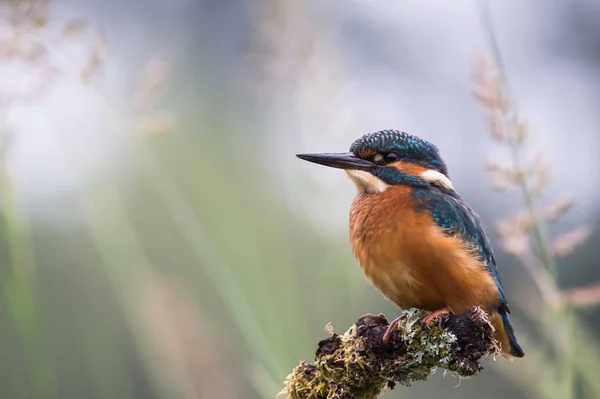 Βρετανική Kingfisher πουλί — Φωτογραφία Αρχείου