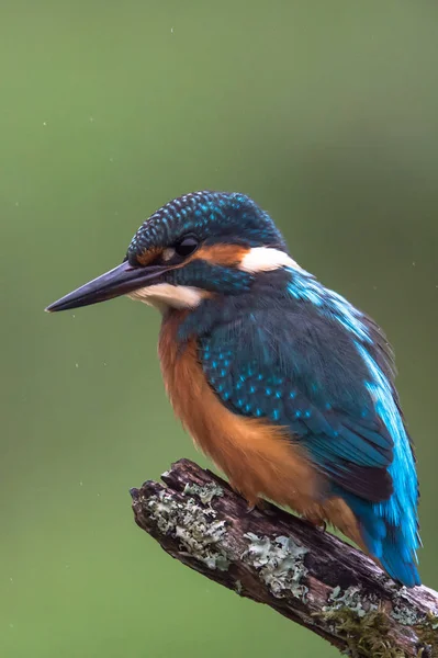 Britské Kingfisher pták — Stock fotografie