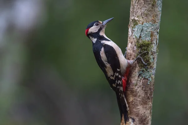 Gran pájaro carpintero manchado —  Fotos de Stock