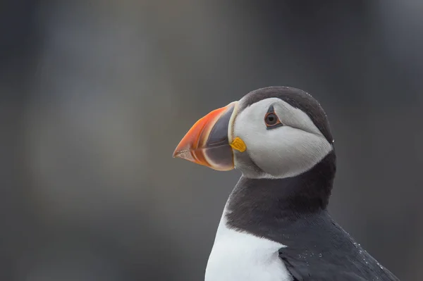 Ατλαντικού puffin πουλί — Φωτογραφία Αρχείου