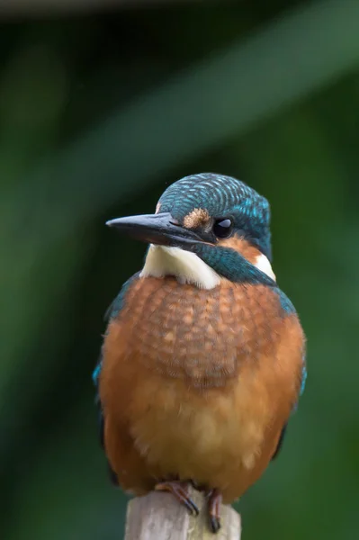 İngiliz Kingfisher kuş — Stok fotoğraf