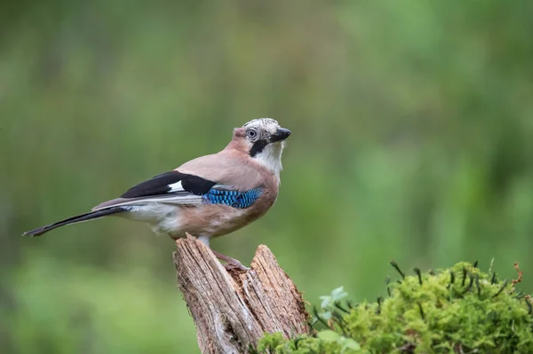 Eurasien Jay oiseau Photo De Stock