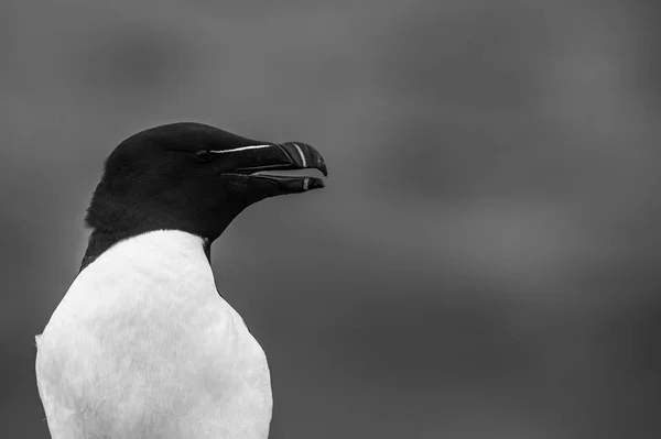 Razorbill oiseau gros plan Photos De Stock Libres De Droits