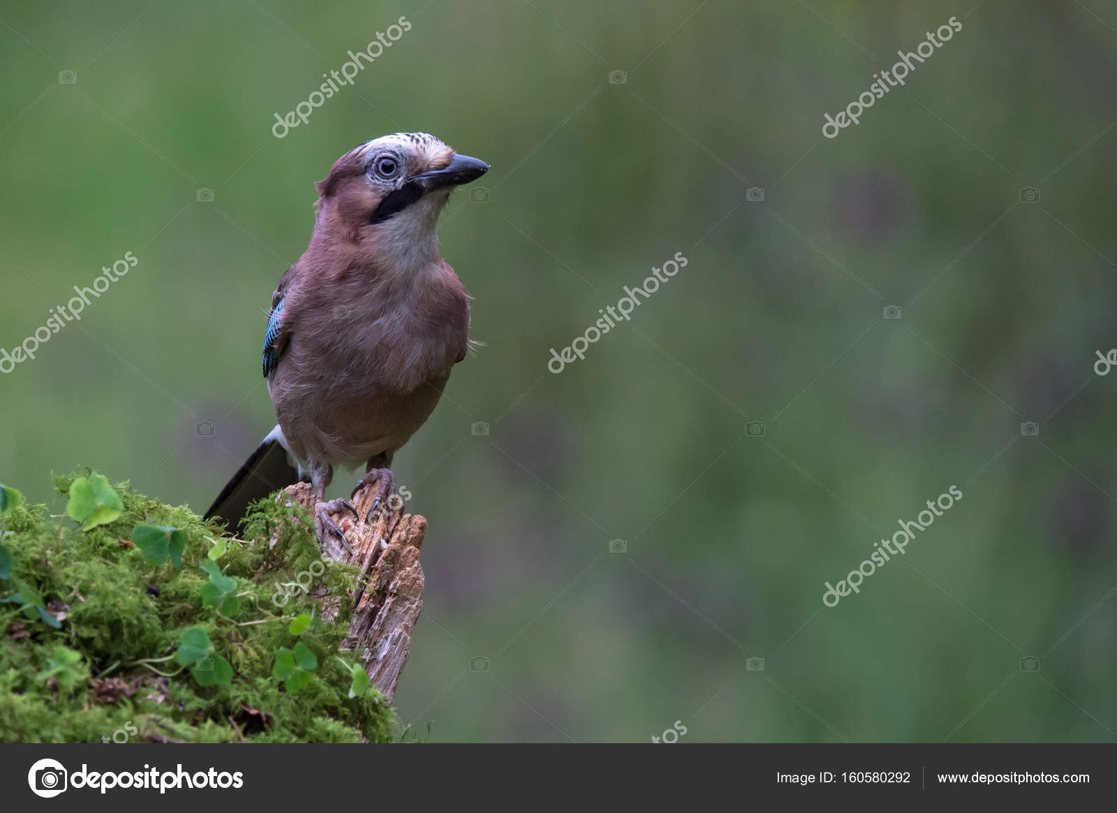 Oiseau Geai Photographie Christopherpmcleod 160580292