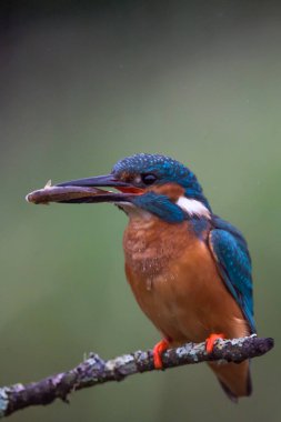 British Kingfisher bird clipart