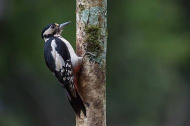 Büyük Benekli Ağaçkakan
