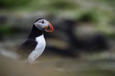 Atlantik martı kuşu