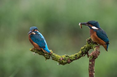 İngiliz kingfisher kuşlar