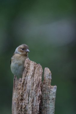 Jay kuş yakın çekim 