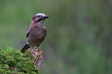Bayağı alakarga kuş