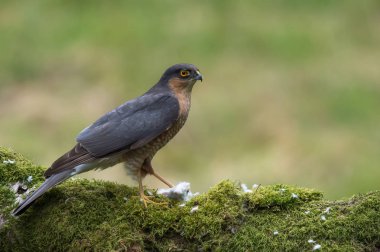 Atmaca kuş yakın çekim