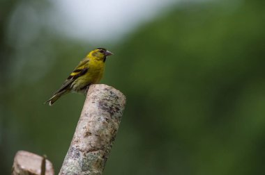büyük baştankara kuş