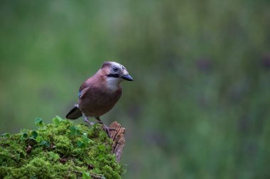 Bayağı alakarga kuş