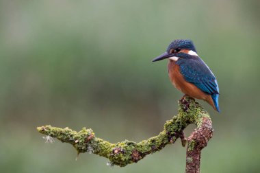 İngiliz Kingfisher kuş