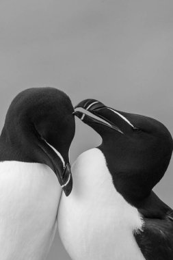 Razorbill birds close up clipart