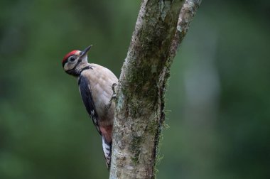 Büyük Benekli Ağaçkakan