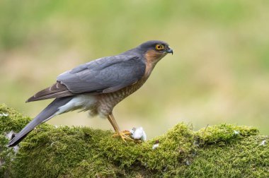 Atmaca kuş yakın çekim