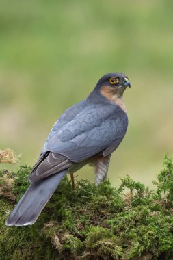 Atmaca kuş yakın çekim