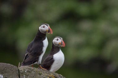 Atlantik puffins kuşlar