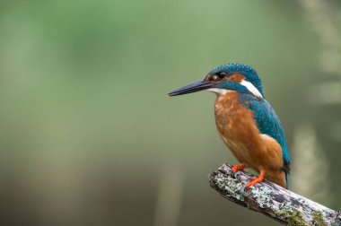 British Kingfisher bird clipart