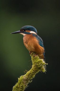 İngiliz Kingfisher kuş