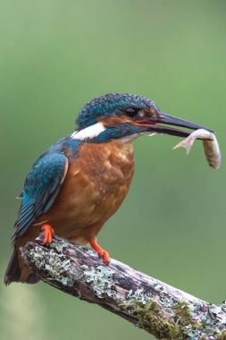 British Kingfisher bird clipart
