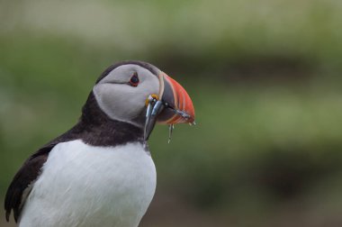 Atlantik martı kuşu
