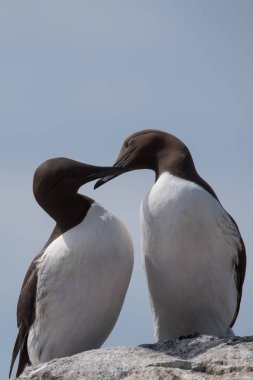 Guillemot kuşlar yakın çekim