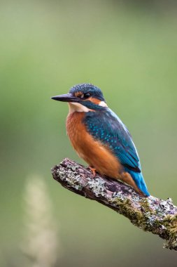 İngiliz Kingfisher kuş