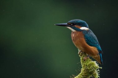 İngiliz Kingfisher kuş