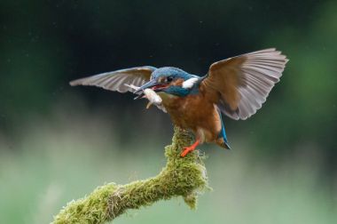 British Kingfisher bird clipart