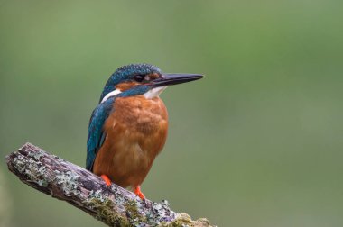 British Kingfisher bird clipart