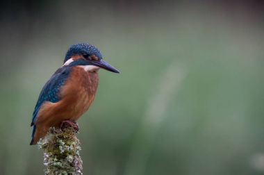 British Kingfisher bird clipart